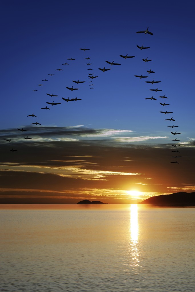 migrating geese at sunset