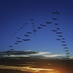 migrating geese at sunset